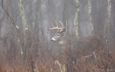 A white-tailed deer buck standing in the rain and fog deep in the woods of Virginia.
